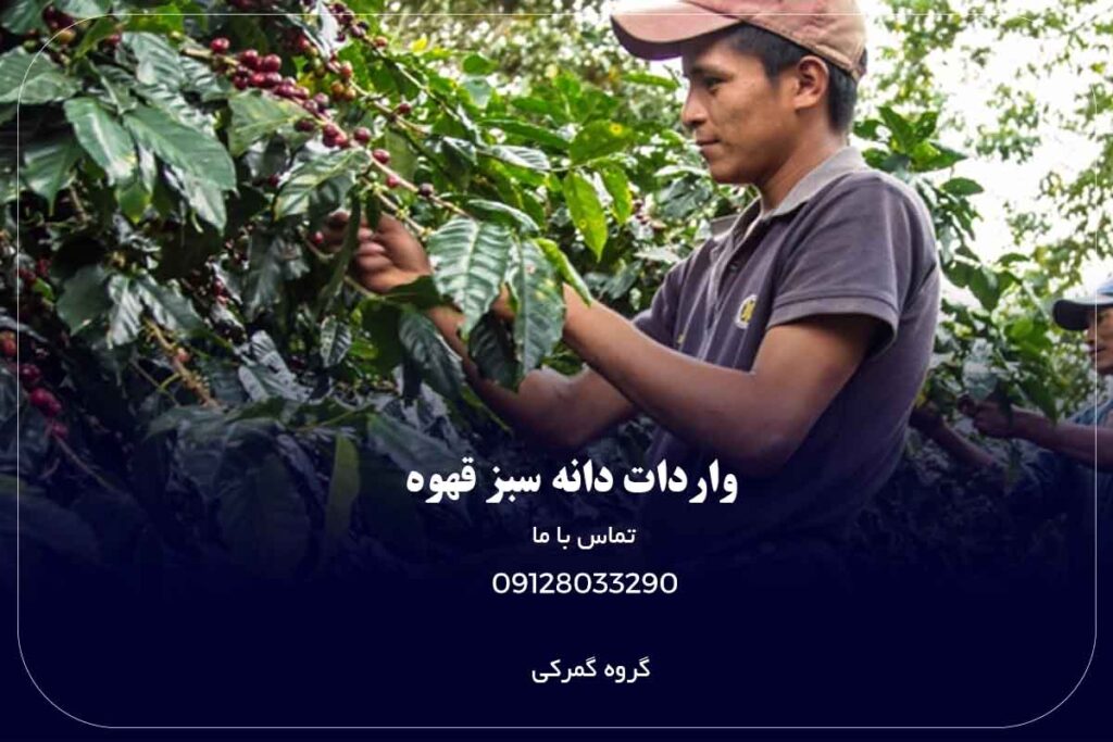 واردات قهوه